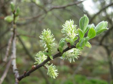 Blüte der Öhrchenweide