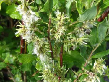 Salix aurita - Fruchtstand