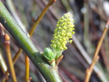 Blüte von Salix aurita