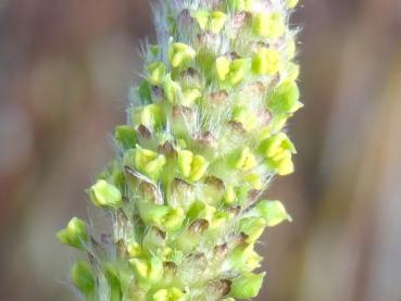 Blüte im Detail von Salix aurita