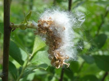 Die Samenstände der Salix aurita im Mai
