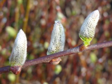 Die Kätzchen der Öhrchenweide (Salix aurita)