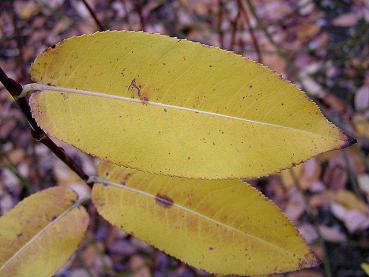 Schönes Herbstlaub der Gelben Steinweide