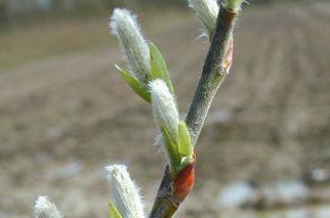 Kätzchen im April von Salix balsamifera mas