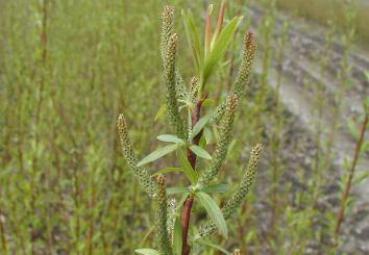 Salix calliantha - Rotweide