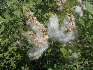 Sälg, Gråsälg - Salix caprea