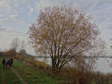 Ältere Pflanze von Salix caprea an Naturstandort