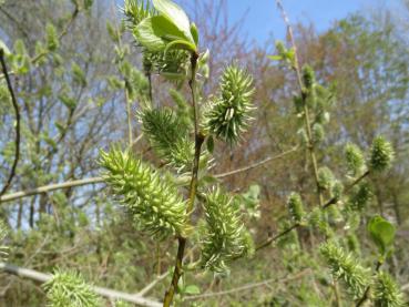 Fruchtstand der Salweide