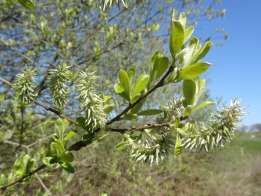 Weibliche Blüte der Salix caprea