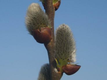 Salix caprea mas - Männliche Salweide