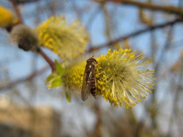 Schwebfliege auf Kätzchen der Salweide