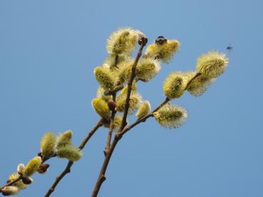 Hübscher, bienenfreundlicher Frühblüher - die Kätzchenweide