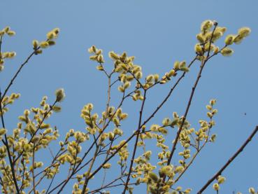 Die Kätzchenweide ist ein gutes Bienennährgewächs.