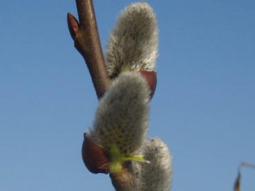 Silberne Kätzchen der Salweide