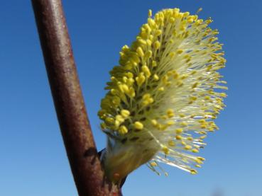 Kätzchen bei Salix caprea mas