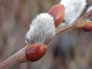 Eine Detailaufnahme eines Kätzchen der Salix caprea mas