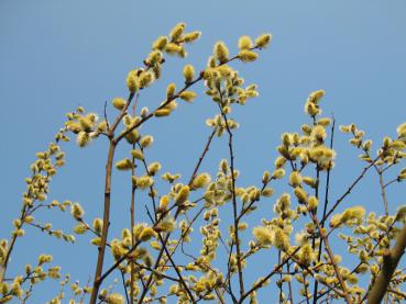 Die Kätzchenweide ist eine sehr gute Bienenweide.