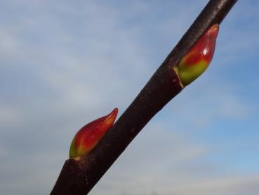 Noch geschlossen Winterknospe der Advets-Weide, Aufnahme Ende November