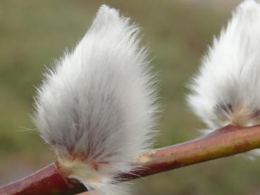 Ein entwickeltes Kätzchen der Salix caprea Silberglanz