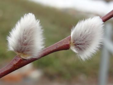 Salix caprea Silberglanz mit Kätzchen