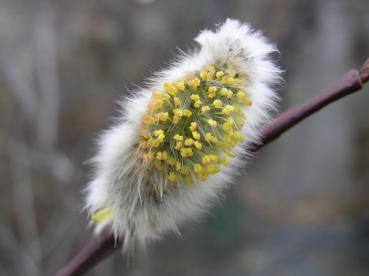 Advents-Weide, bei der die männlichen Blüten sichtbar werden