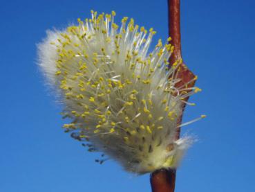 Salix caprea Silberglanz: Deutlich sind die Pollen sichtbar