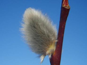 Noch nicht ganz geöffnete Blüte bei Salix caprea Silberglanz