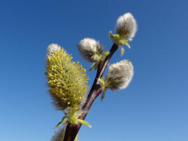 Salix caprea Silberglanz in Blüte