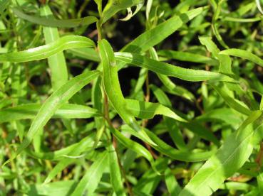 Salix Caradoc - Gold-Korkenzieherweide