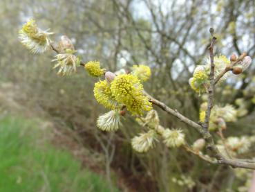 Blüte der Grau- oder Aschweide