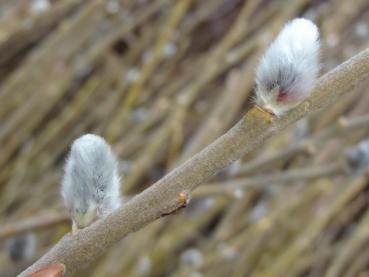 Kätzchen von Salix cinerea
