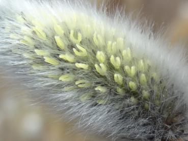 Kätzchen von Salix cinerea