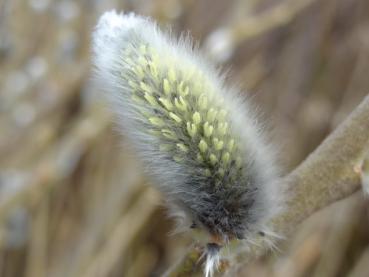 Kätzchen von Salix cinerea