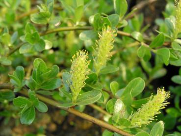 Salix cottetii - Polsterweide