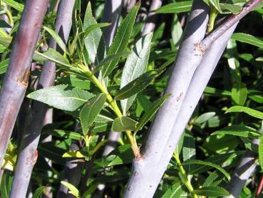 Salix daphnoides