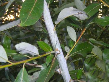 Salix daphnoides Oxford Violet