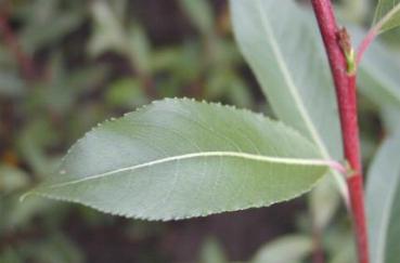 Pommersche Reifweide - Salix daphnoides pomeranica