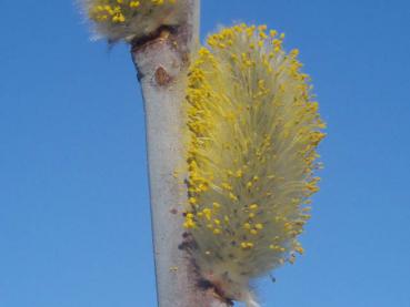 Frühblühende Reifweide in Blüte mit Pollen