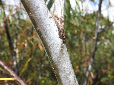 Glatte Rinde des Salix daphnoides Praecox