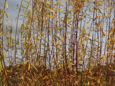 Salix daphnoides Praecox färbt sich im Herbst gelb.