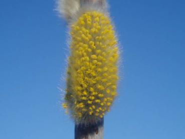 Salix daphnoides Praecox in Blüte