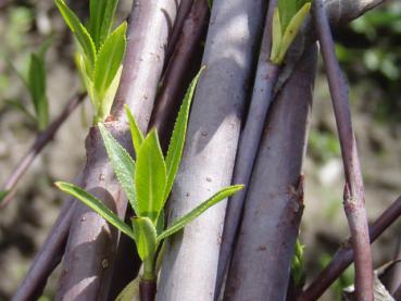 Salix daphnoides Praecox mit Sommerlaub
