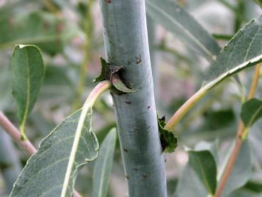 Detailaufnahme von Salix daphnoides Praecox