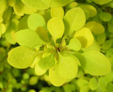 Berberis thunbergii Aurea - Gold-Berberitze