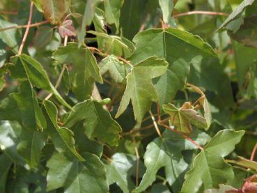 Dreispitzahorn - Acer buergerianum