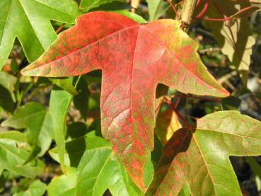 Acer buergerianum mit beginnender Herbstfärbung