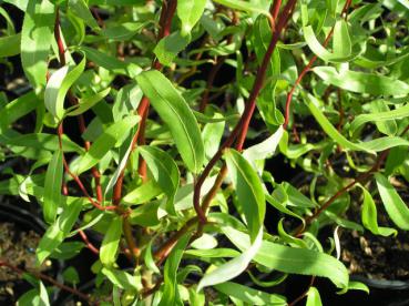 Salix erythroflexuosa - Lockenweide