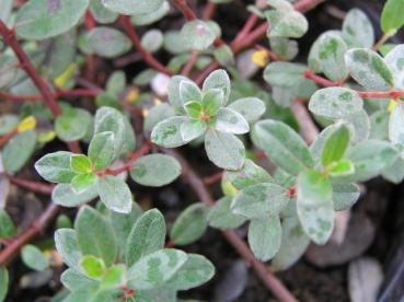 Sibirische Weide - Salix finmarchica