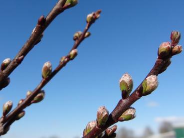 Knospen der Salix finmarchica