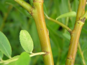 Salix Flame - Flammenweide